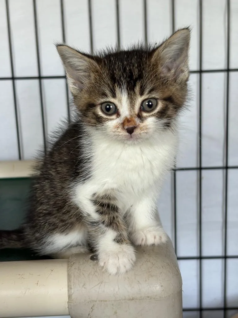 A baby small-sized female Domestic Short Hair cat named Graycie for adoption in Hartford City, IN
