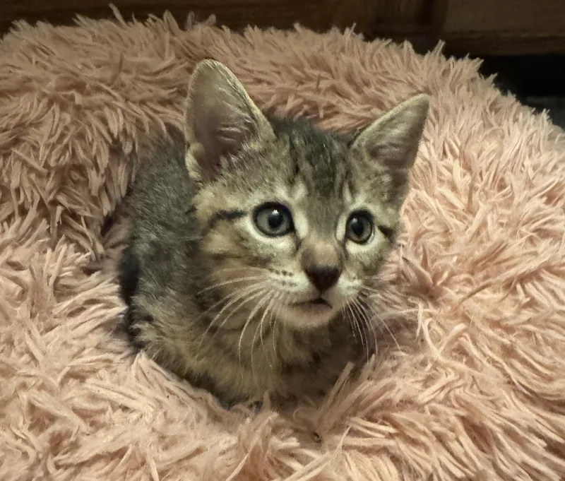 A baby medium-sized male Tabby (Brown / Chocolate) Domestic Short Hair cat named Hillcrest for adoption in Port Washington, WI