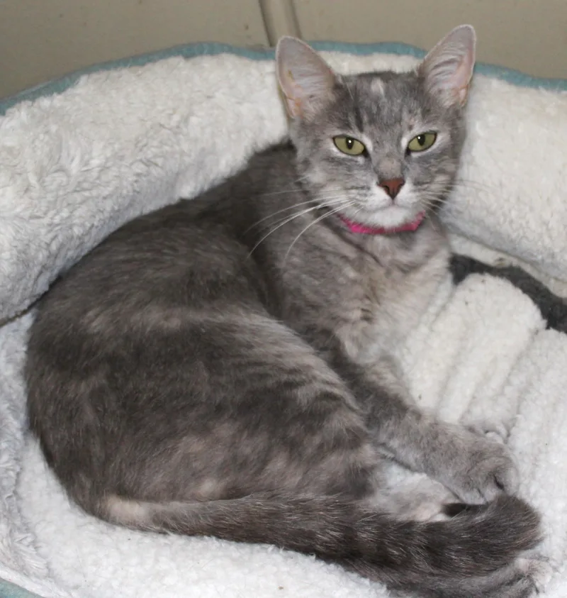 An adult medium-sized female Gray / Blue / Silver Domestic Short Hair cat named Pinky for adoption in Huron, SD