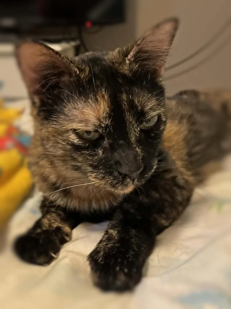 An adult medium-sized female Tortoiseshell Domestic Short Hair cat named Regina for adoption in Ocean Springs, MS