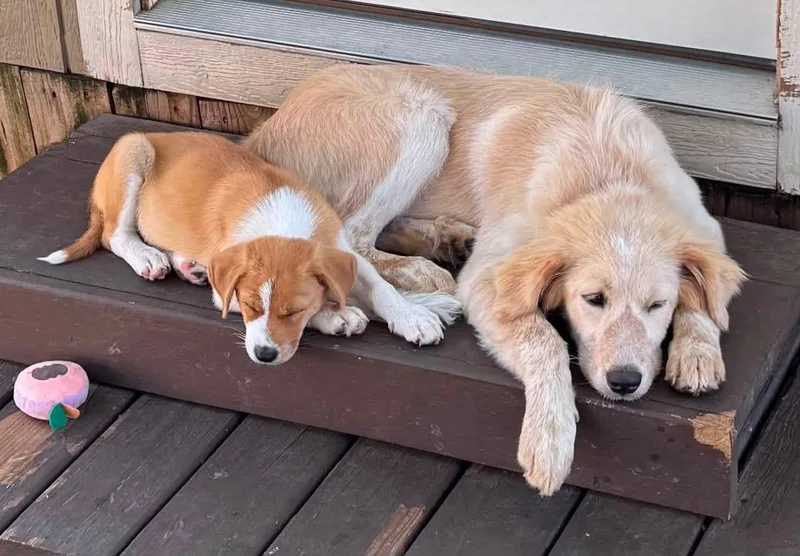 A young large-sized female Golden Retriever dog named Clementine for adoption in Southlake, TX