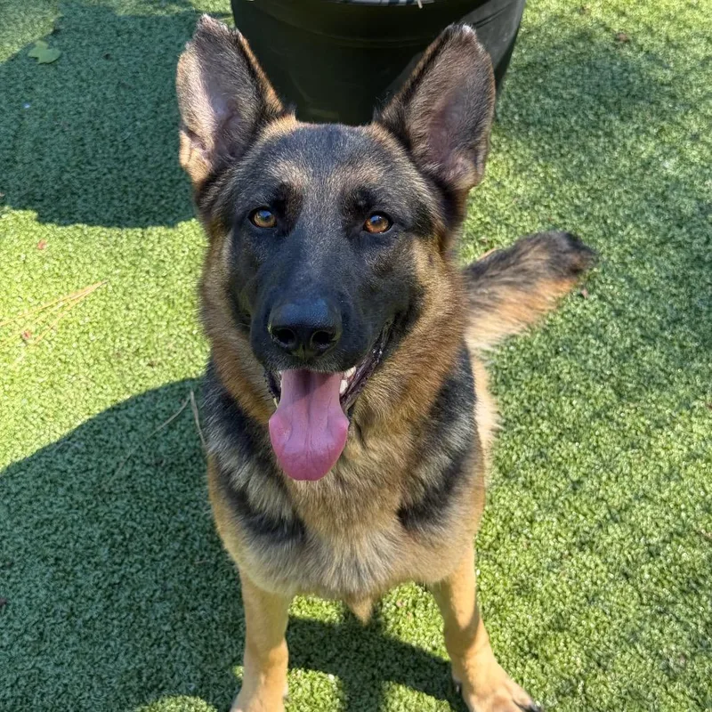 A young medium-sized female German Shepherd Dog dog named Gianna for adoption in Greensboro, NC