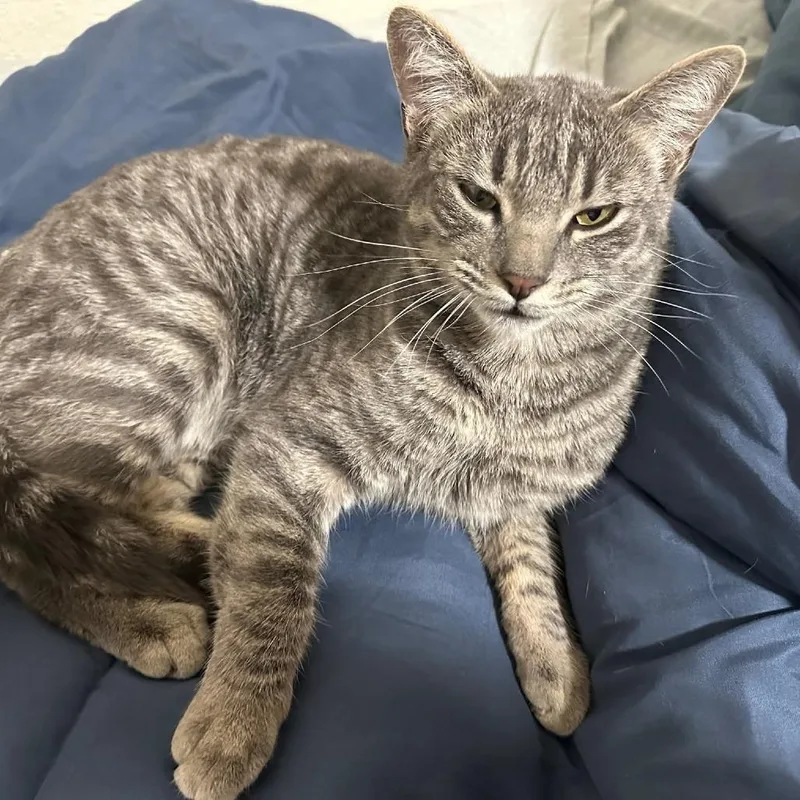 Sarafina thumbnail 2