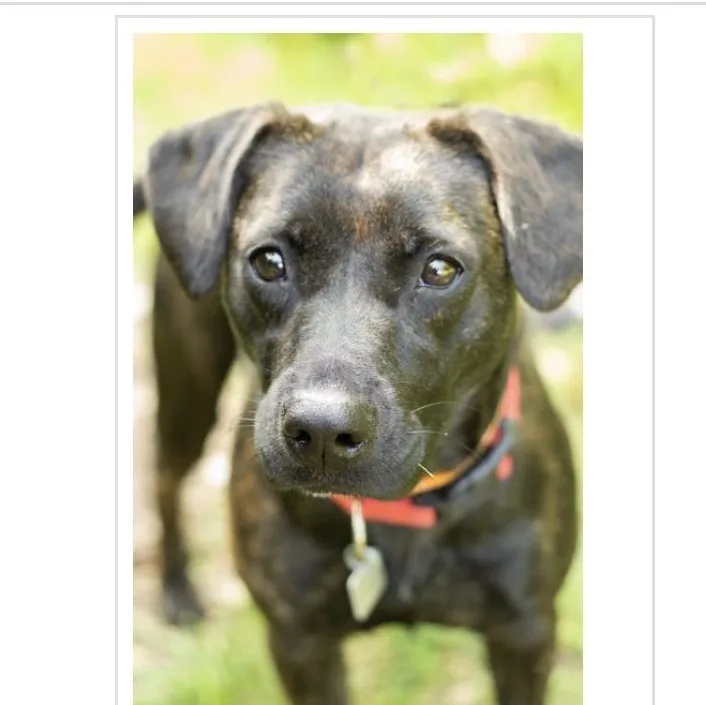 A young medium-sized female Brindle Plott Hound dog named Coraline for adoption in Monroe, OH