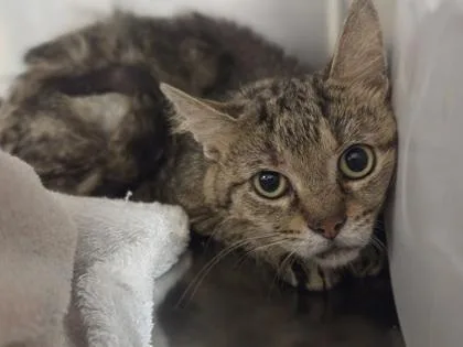 An adult medium-sized male Domestic Short Hair cat named Gold for adoption in Westland, MI