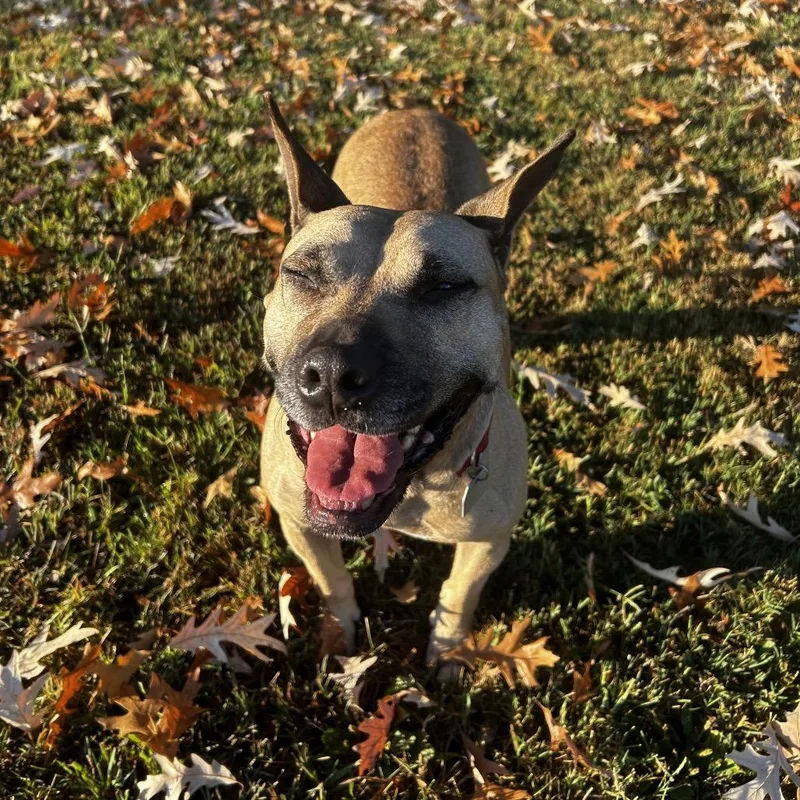 An adult medium-sized female Yellow / Tan / Blond / Fawn Mixed Breed dog named Deedee for adoption in Chattanooga, TN