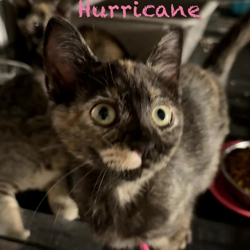 A baby small-sized female Tortoiseshell Domestic Short Hair cat named Hurricane for adoption in Parkersburg, WV