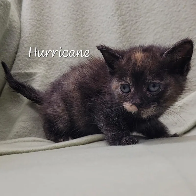 Hurricane thumbnail 2