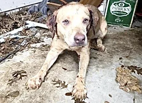 An adult medium-sized female Labrador Retriever dog named Jessie for adoption in Houston, TX