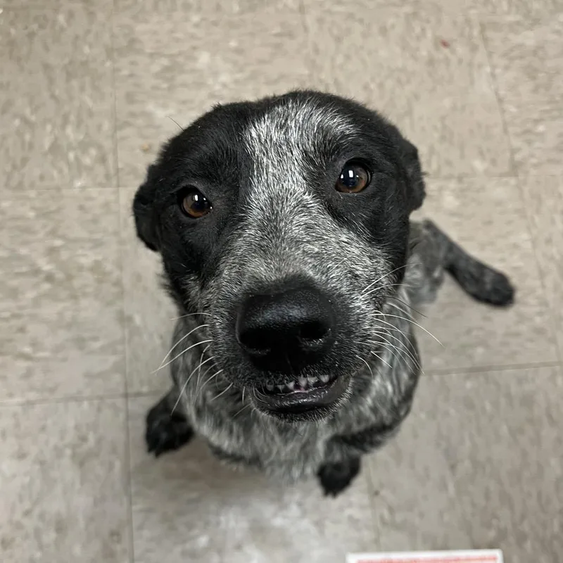 A young medium-sized female Gray / Blue / Silver Australian Cattle Dog / Blue Heeler dog named Mousie for adoption in Parrish, AL