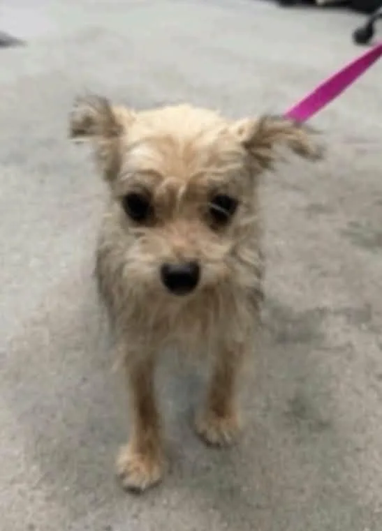 An adult small-sized female Yorkshire Terrier dog named Beamer for adoption in Las Vegas, NV