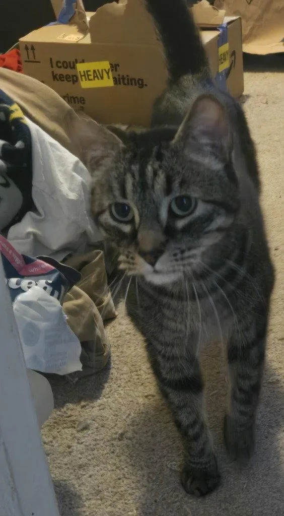 An adult medium-sized male Domestic Short Hair cat named AB Brad for adoption in Battle Ground, WA