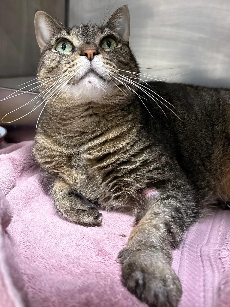 An adult medium-sized female Domestic Short Hair cat named Gamora for adoption in Fall River, MA