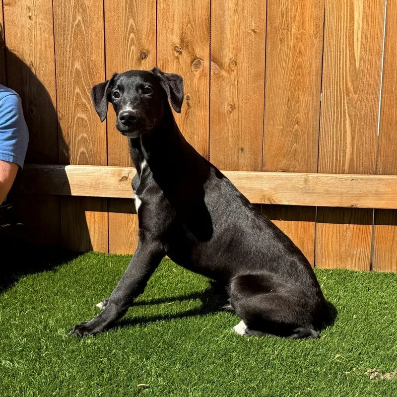A baby medium-sized male Black Whippet dog named Tracker for adoption in Naperville, IL