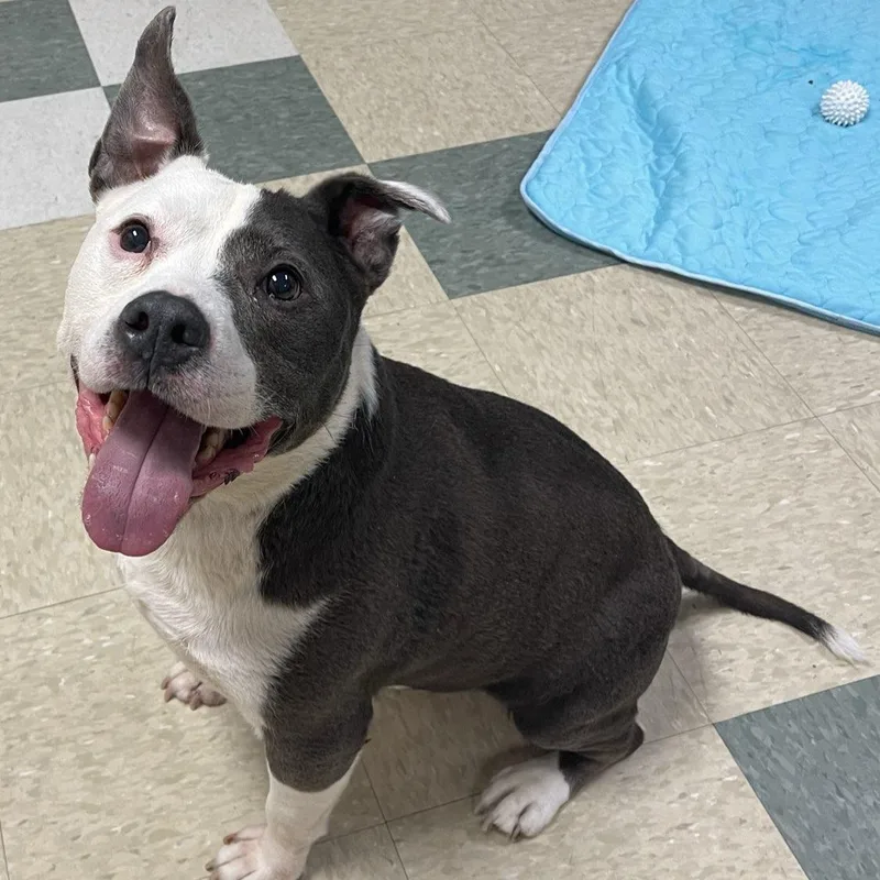 A senior medium-sized male Mixed Breed dog named Danny for adoption in Stratford, CT