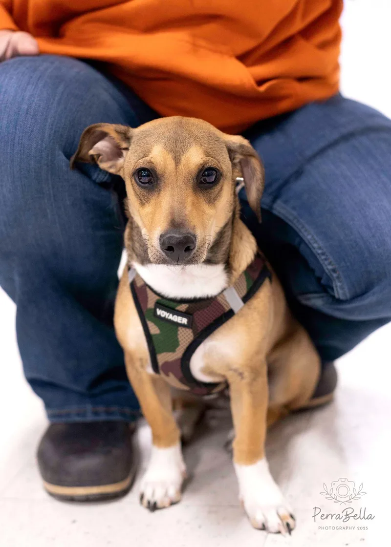 A young small-sized male Chihuahua dog named Jack for adoption in West Richland, WA