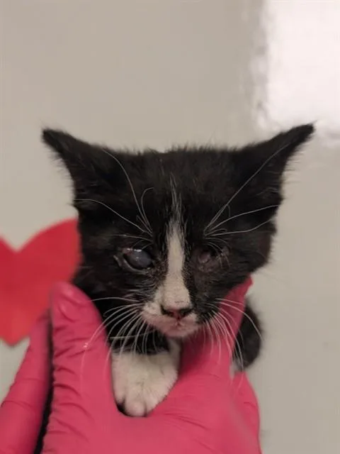 A baby small-sized male Domestic Short Hair cat named Maverick for adoption in Ontario, CA