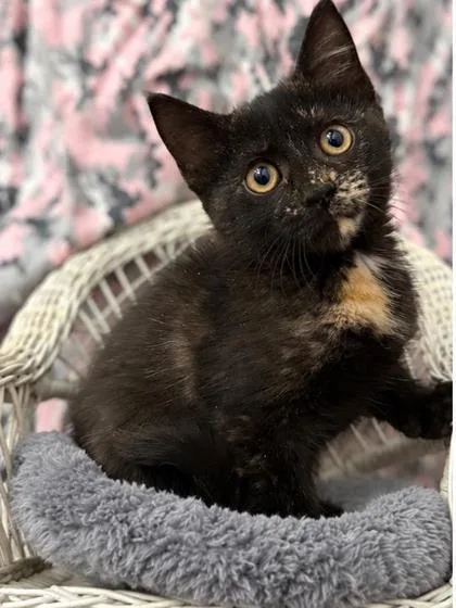 A baby medium-sized female Domestic Short Hair cat named Stormy for adoption in Picayune, MS