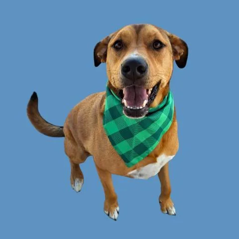 An adult small-sized male Mastiff dog named Jaxs for adoption in Bakersfield, CA