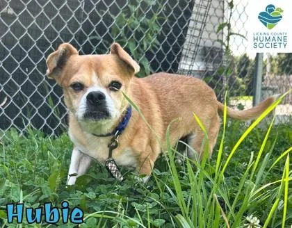 Hubie