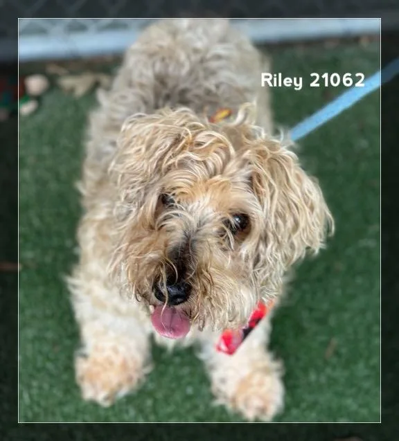 A senior small-sized male Yellow / Tan / Blond / Fawn Poodle dog named Riley for adoption in Marietta, GA