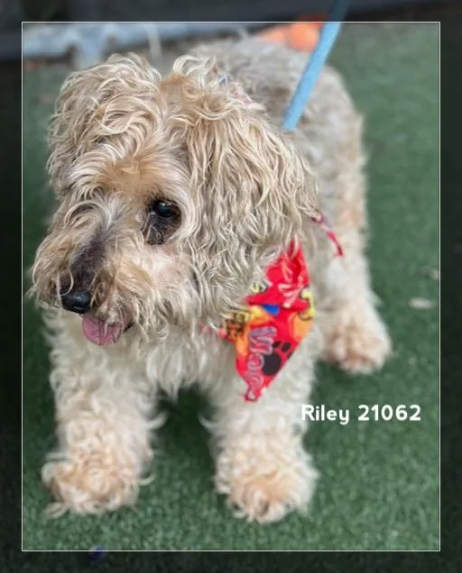 Riley thumbnail 3