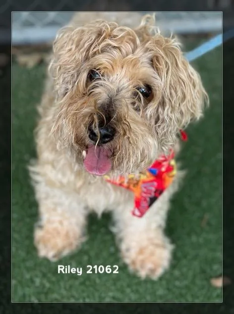 Riley thumbnail 6