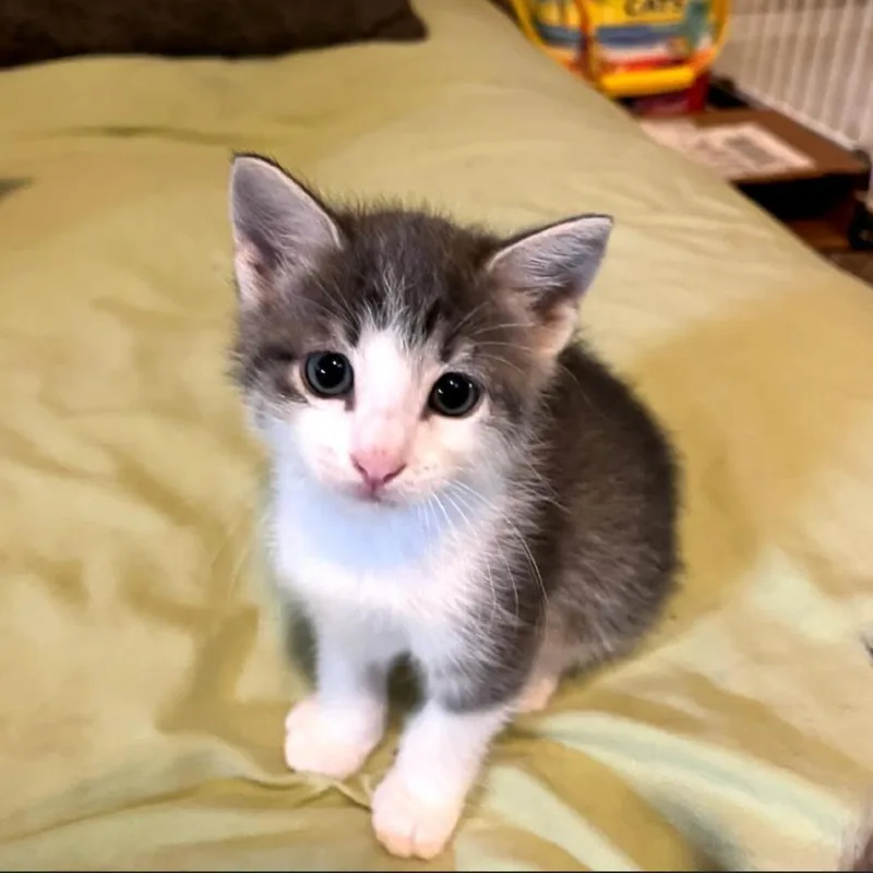 A baby medium-sized male Gray / Blue / Silver Domestic Short Hair cat named Snickers for adoption in League City, TX