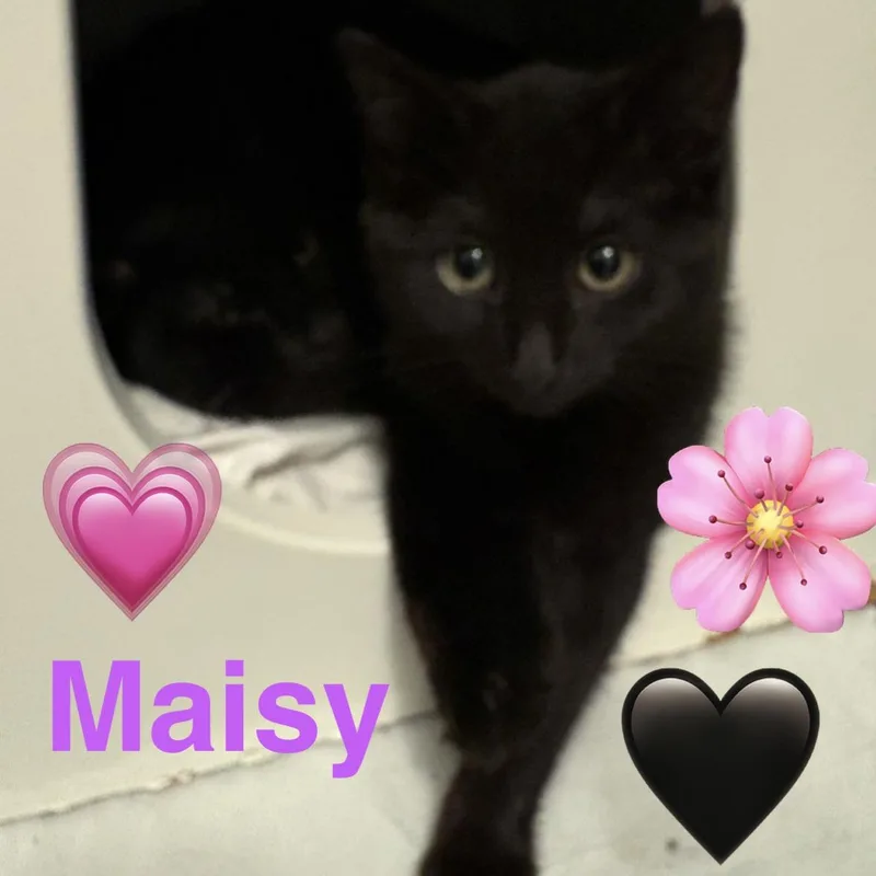 A young small-sized female Black Domestic Short Hair cat named Maisy for adoption in Ridgefield, CT