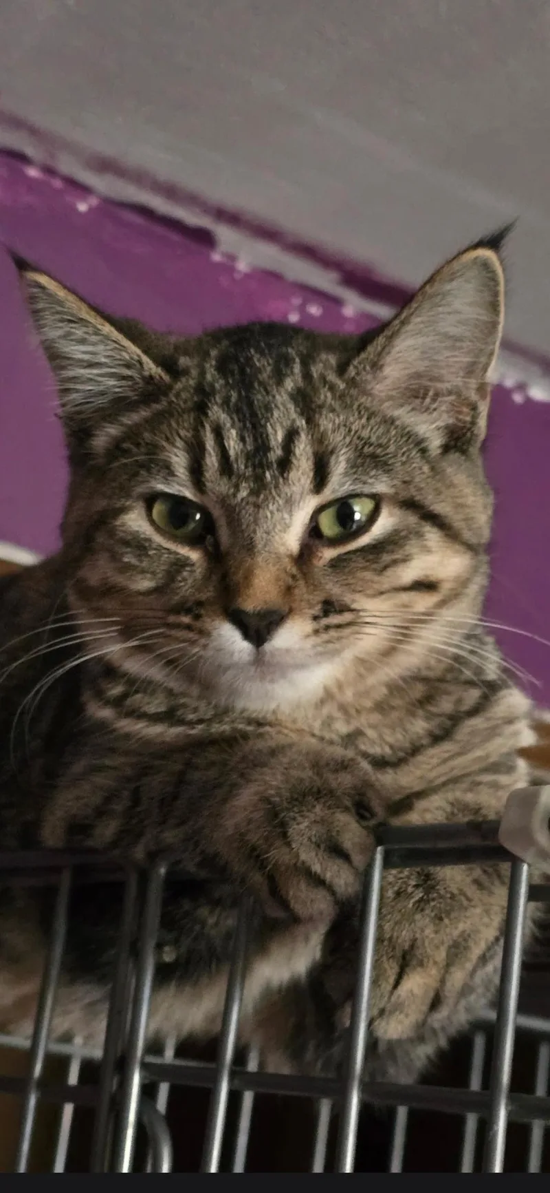 A baby large-sized female Tabby (Brown / Chocolate) Domestic Short Hair cat named Sara for adoption in Medford, WI