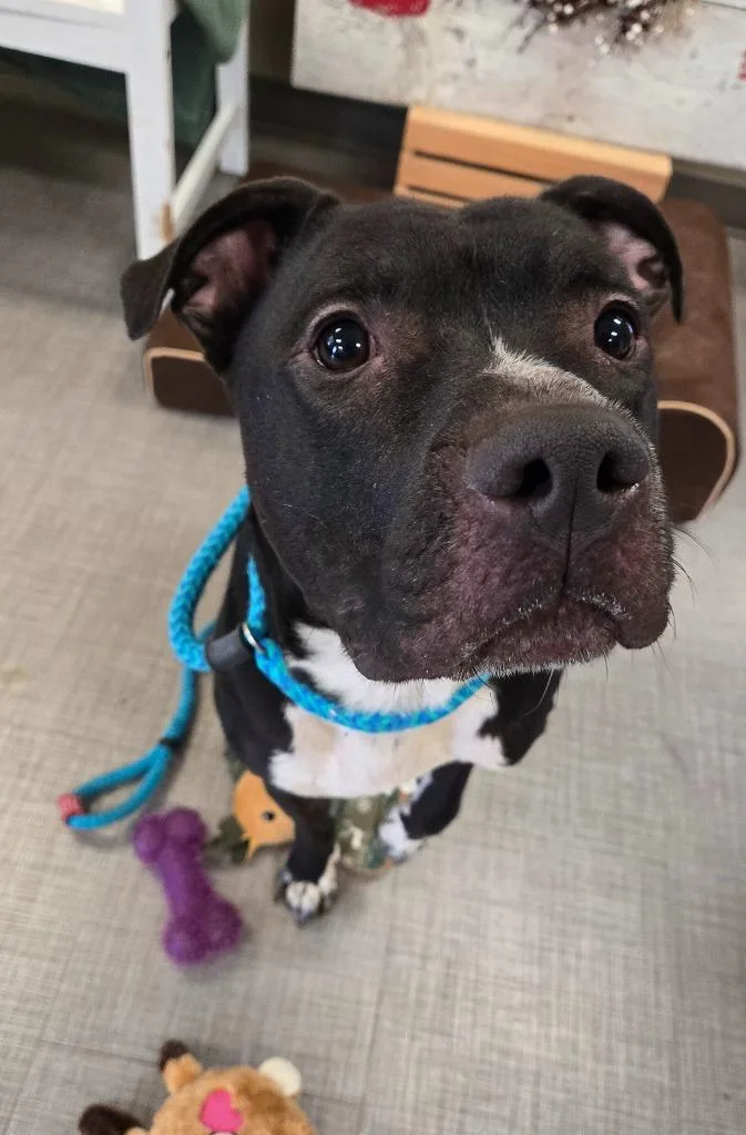 Koen Yrly thumbnail 4