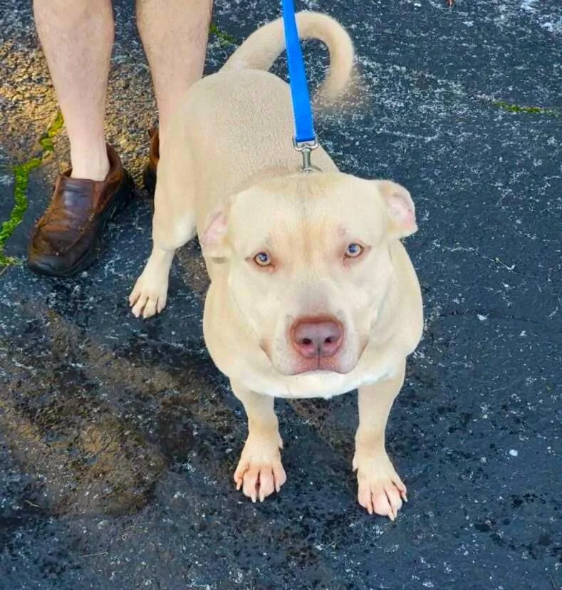 An adult medium-sized male Apricot / Beige Mixed Breed dog named Mondo for adoption in New Albany, OH