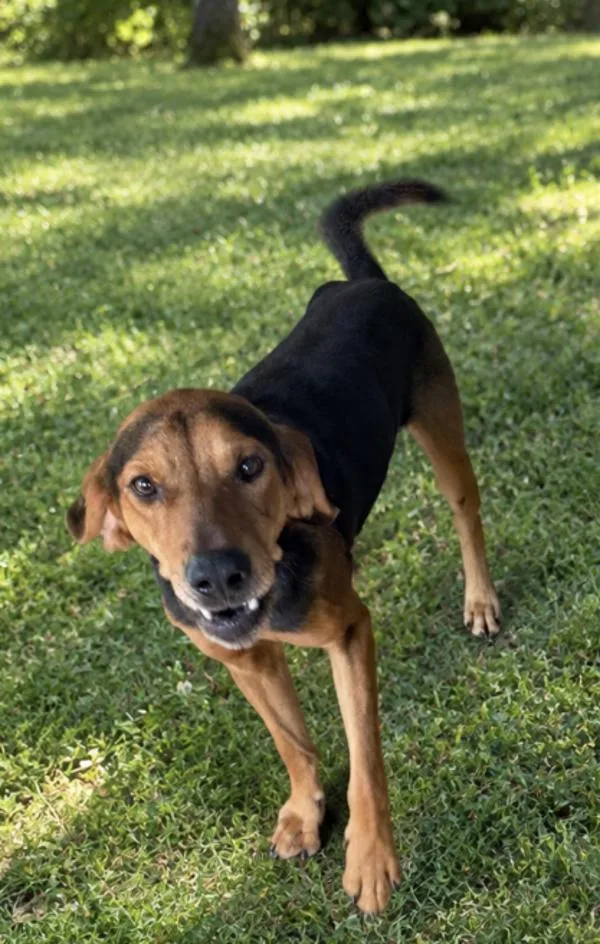 An adult large-sized male Coonhound dog named Bill for adoption in Campbellsville, KY