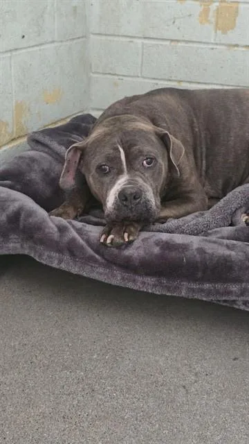 A senior large-sized male Pit Bull Terrier dog named Hermes for adoption in Stockton, CA