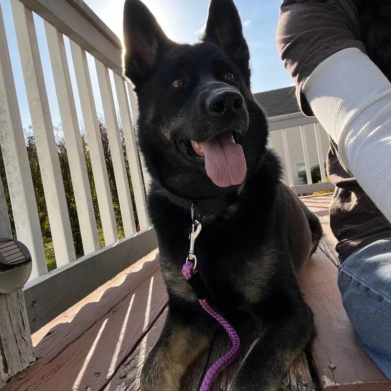 Harper