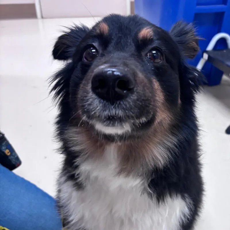 An adult medium-sized female Black Australian Shepherd dog named Nala for adoption in Santa Barbara, CA