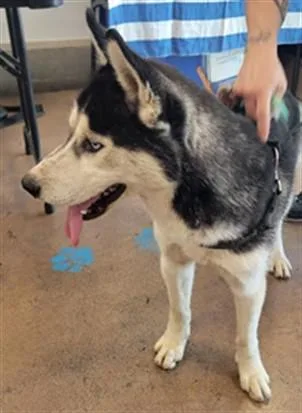 A young medium-sized male Siberian Husky dog named Starlight for adoption in Van Nuys, CA