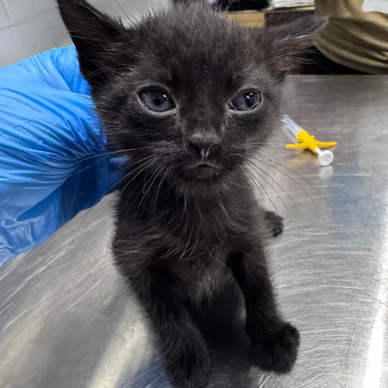 A baby small-sized male Black Domestic Short Hair cat named Switchblade for adoption in Summerville, SC