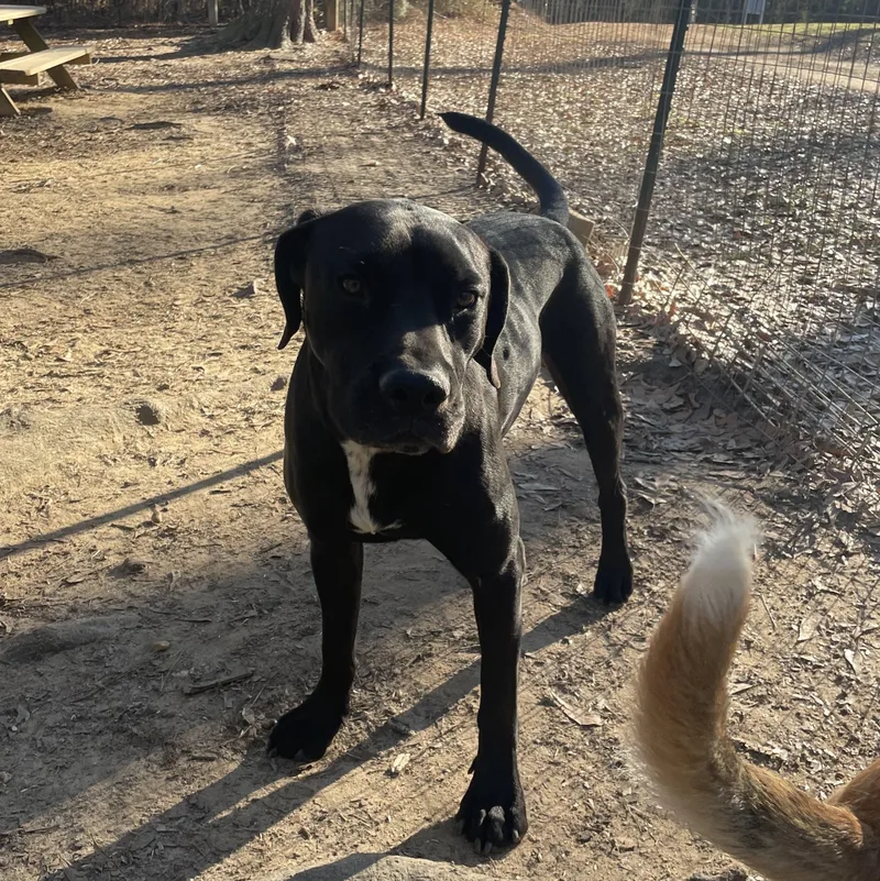 An adult medium-sized male Hound dog named Chesney for adoption in Ruston, LA