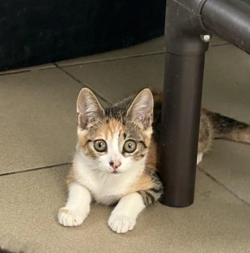 A baby small-sized female Torbie Domestic Short Hair cat named Helena for adoption in Aibonito, PR