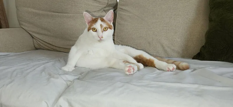A baby medium-sized female Orange & White Domestic Short Hair cat named Wini AND Valor for adoption in Gonic, NH