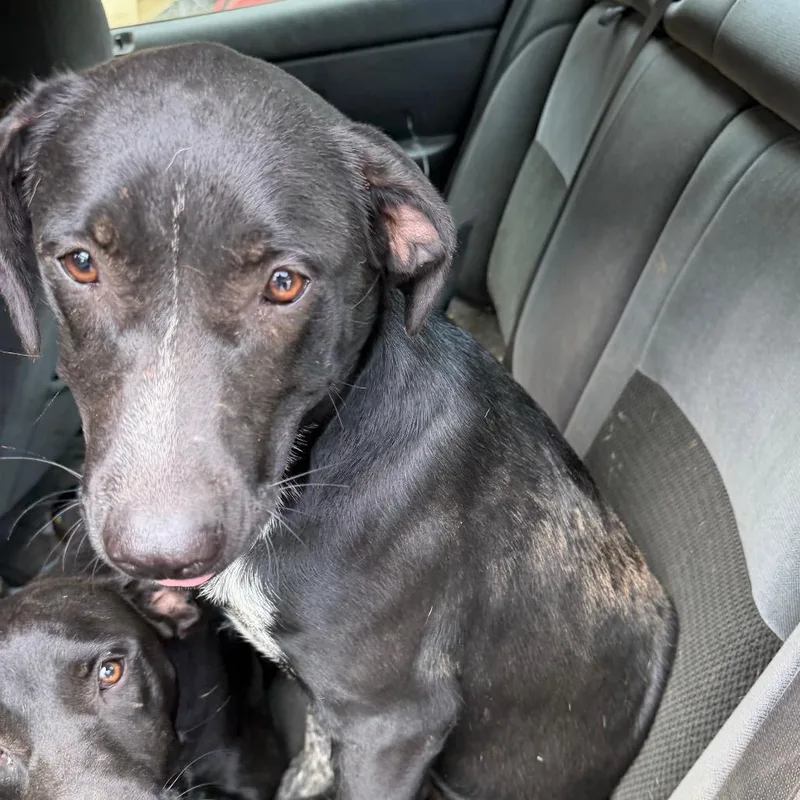 A young medium-sized female Black Labrador Retriever dog named Honey for adoption in Sequatchie, TN
