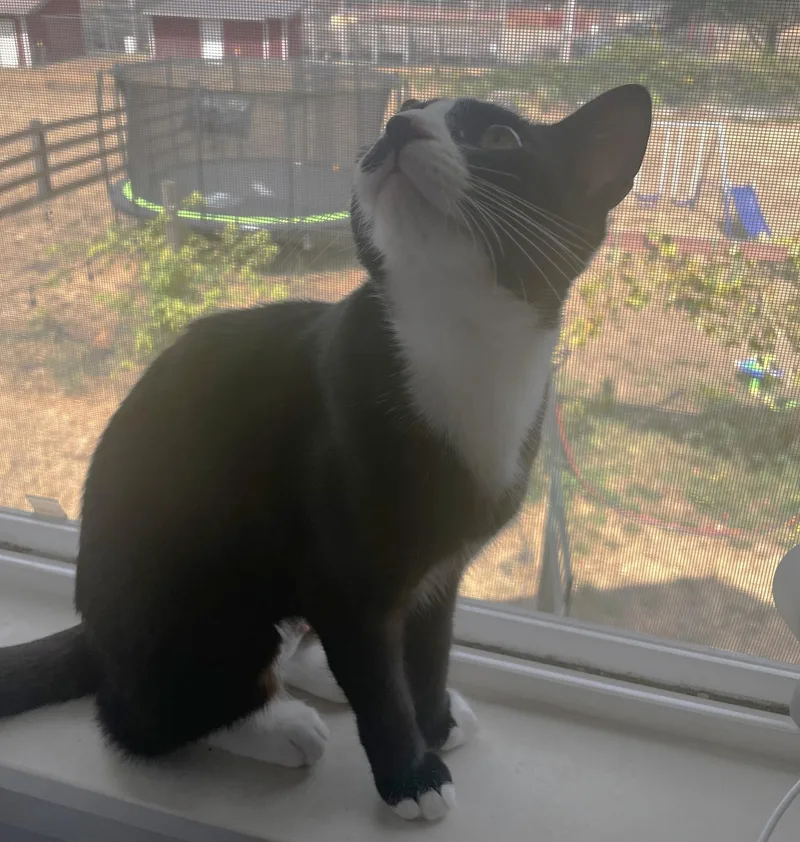 A young medium-sized female Black & White / Tuxedo Domestic Short Hair cat named Princess Donut for adoption in Puyallup, WA