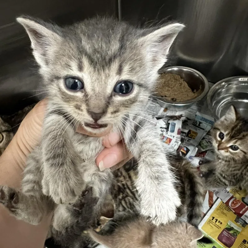 A baby small-sized male Gray / Blue / Silver Domestic Short Hair cat named Sully for adoption in Parrish, AL