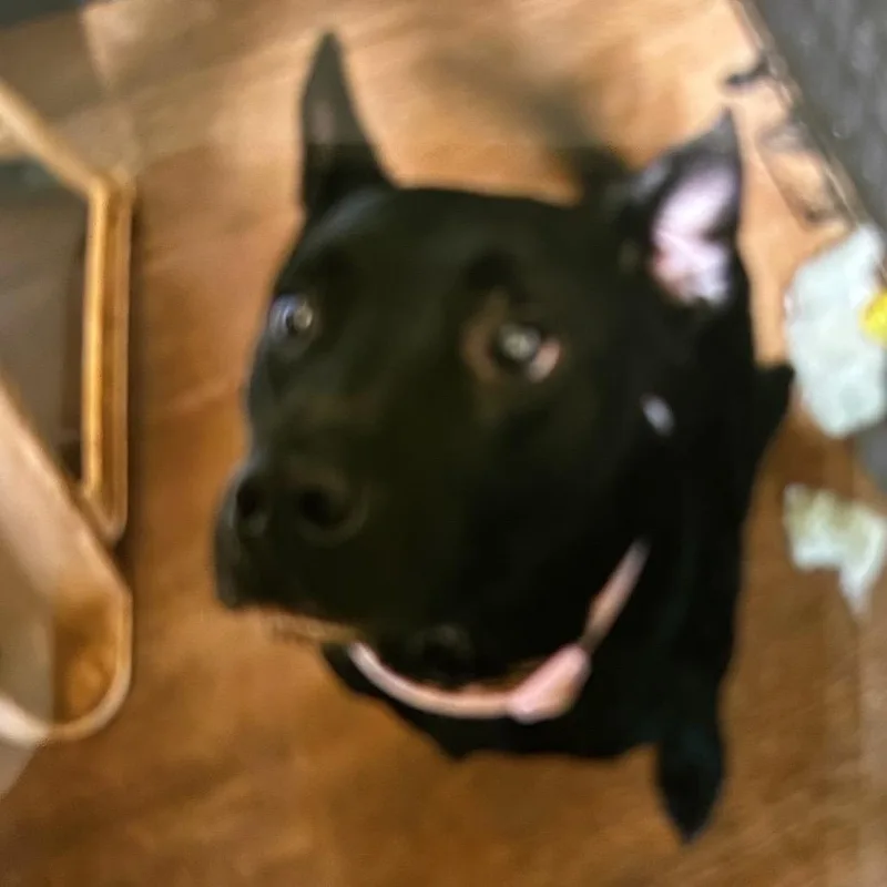 An adult medium-sized female Black German Shepherd Dog dog named Midnight for adoption in Starkville, MS