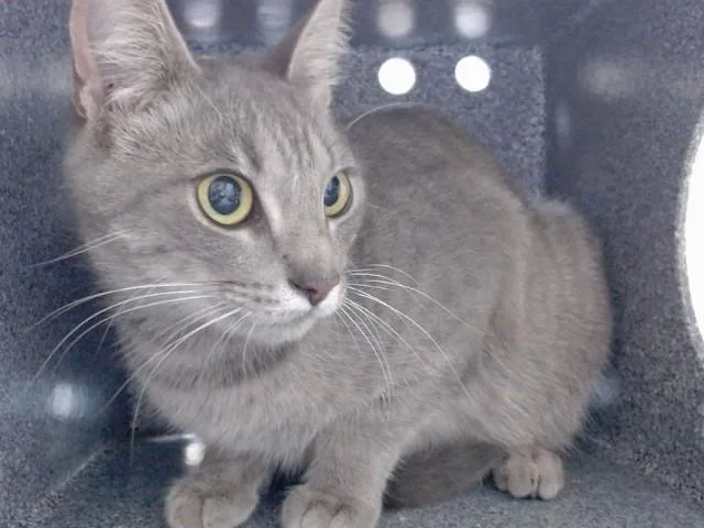 A young medium-sized female Domestic Short Hair cat named Chai for adoption in Salinas, CA