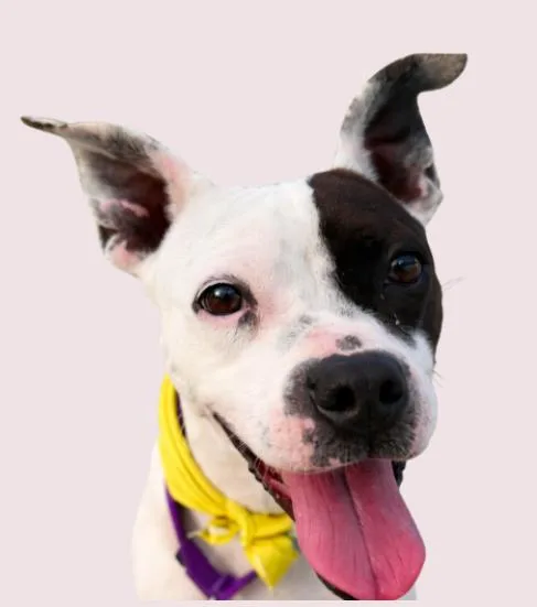 A young medium-sized female Mixed Breed dog named Cherie for adoption in tampa, FL