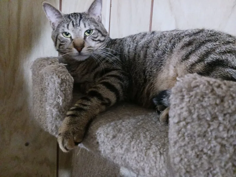 Romeo thumbnail 5