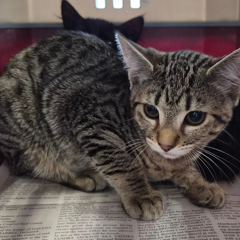 A baby small-sized male Gray / Blue / Silver Domestic Short Hair cat named King for adoption in Montgomery, AL