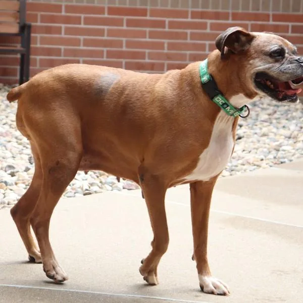 A senior medium-sized female Boxer dog named Gracie for adoption in Sioux City, IA